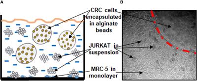 Multitargeting Effects of Calebin A on Malignancy of CRC Cells in Multicellular Tumor Microenvironment